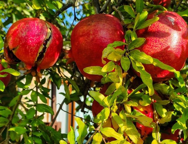 Olympos Nar Stone House