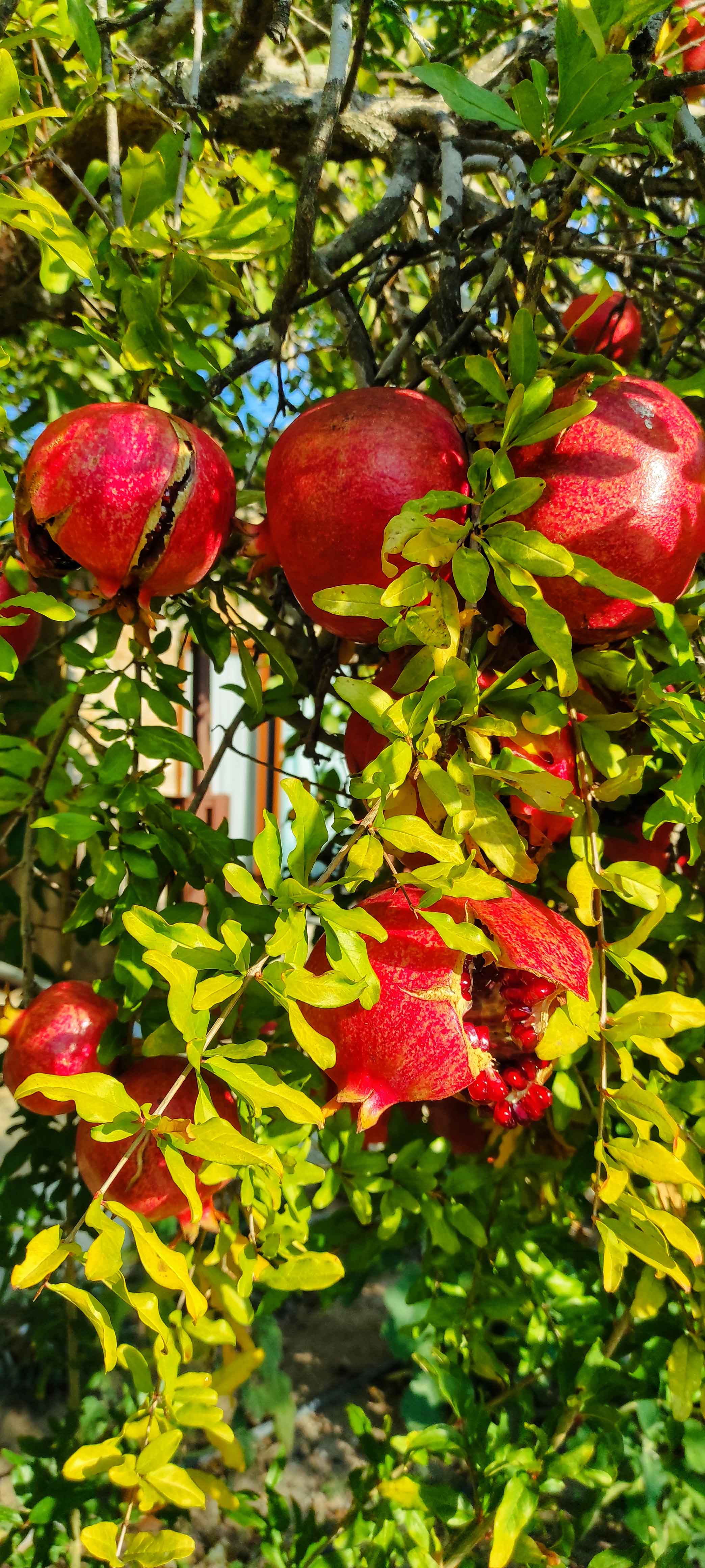 Olympos Nar Stone House